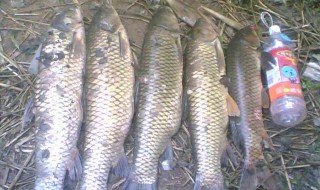 下夜钩钓草鱼的方法 晚上下钩钓草鱼