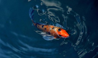 锦鲤繁殖的最佳方法 锦鲤繁殖的最佳方法是什么