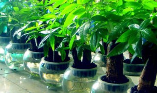 财位放什么植物最招财（财位放什么植物最招财呢）