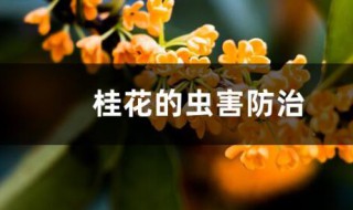 桂花树的病虫害防治 桂花树病虫害防治图解 防治方法