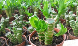 朋友乔迁新居送什么礼物好 男性朋友乔迁新居送什么礼物好