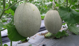 哈密瓜产地（哈密瓜产地是哪里）