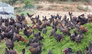 农村养殖什么好养 农村养殖什么好养又赚钱又好卖