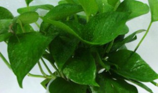 水培绿萝怎么养才能更旺盛（水培绿萝怎么养才能更旺盛叶子更绿油亮）