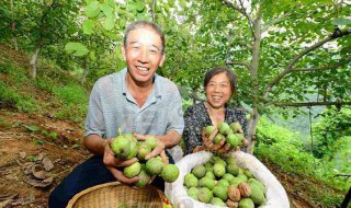 核桃什么时候成熟采摘（青皮核桃什么时候成熟采摘）