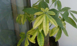 发财树叶子黄了怎么办 发财树叶子黄了怎么办怎么救