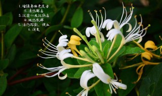 金银花蒸好还是不蒸好（金银花蒸了晒好还是直接晒好）