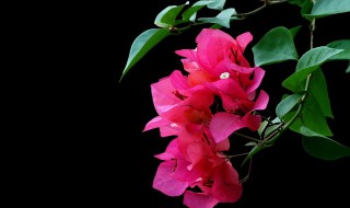 三角梅的养殖方法和注意事项（三角梅的养殖方法和注意事项温度）