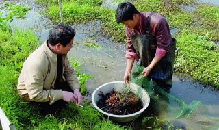小龙虾养殖方法和环境（小龙虾养殖方法和环境自己养）