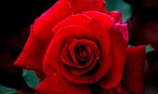 红玫瑰代表什么意思 红玫瑰代表什么意思花语是什么