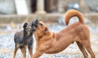 梦到狗咬我什么意思（梦到狗咬我什么意思周公解梦）
