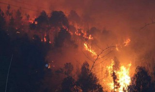 森林防火知识（森林防火知识宣传内容）