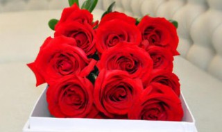 12朵玫瑰代表什么意思 12朵玫瑰代表什么意思送老师毕业