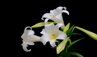 病人送什么花（病人送什么花好）