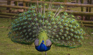 孔雀的特点和外貌描写（孔雀的特点和外貌描写300字）