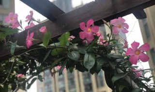 飘香藤的养殖方法和注意事项（夏季飘香藤的养殖方法和注意事项）