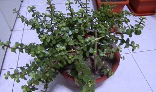 清香木的养殖方法和注意事项 夏天清香木的养殖方法和注意事项