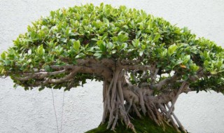 榕树的养殖方法和注意事项盆栽（榕树养殖方法与技巧）