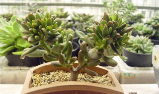 吸财树的养殖方法和注意事项 吸财树的养殖方法和注意事项有哪些