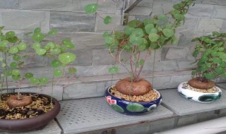 山乌龟的养殖方法和注意事项（山乌龟的养殖方法和注意事项视频）