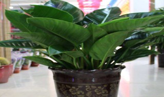 大叶金钻的养殖方法和注意事项 绿公主大叶金钻的养殖方法和注意事项