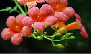 凌霄花的养殖方法（凌霄花的扦插时间及方法）