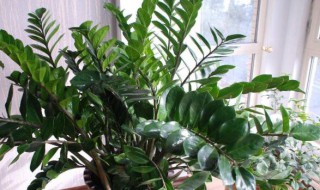 钱串子花的养殖方法和注意事项（钱串子花的养殖方法和注意事项叶子发黄是什么原因）