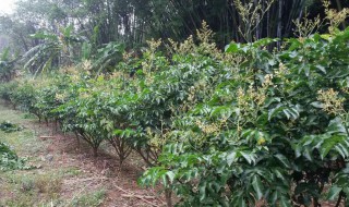 鸡心果树的栽培方法 鸡心果树的栽培方法图解