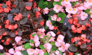 四季海棠的养殖方法和注意事项 草本四季海棠的养殖方法和注意事项