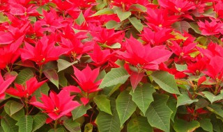 一品红的养殖方法和注意事项 一品红的养殖方法和注意事项 盆栽