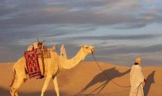 梦见骆驼是什么意思 做梦梦见骆驼是什么意思