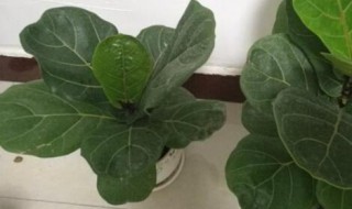 琴叶榕的养殖方法和注意事项（琴叶榕的养殖方法和注意事项如何繁殖）