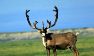 梦见鹿是什么意思（做梦梦见鹿是什么意思）