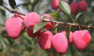 鸡心果简介 鸡心果简介视频