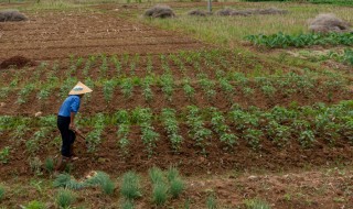 秋分种什么菜（秋分种什么菜蔬菜最合适吃）