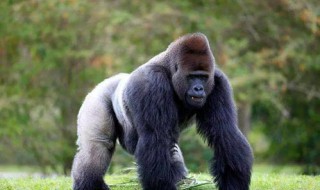 灵长类动物是指什么（高级灵长类动物是指什么）