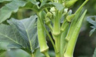 秋葵什么时候种植最好（广东秋葵什么时候种植最好）