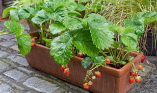 家庭阳台草莓种植方法 家庭阳台草莓种植方法和温度