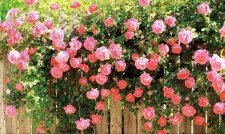 蔷薇花的养殖方法（爬藤蔷薇花的养殖方法）
