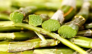 石解的功效与食用方法（石斛的功效与作用）