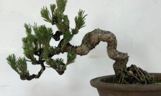 黑松盆景的养护方法 黑松盆景的养护方法视频