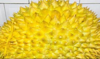 怎样挑榴莲（怎样挑榴莲什么样的榴莲好吃）