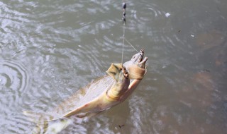怎样钓甲鱼（怎样钓甲鱼防止鱼儿吃猪肝）