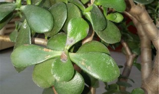 燕子掌的养殖方法 燕子掌的养殖方法和注意事项