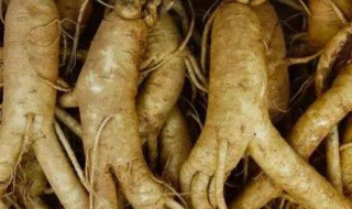 人参的作用与功效及食用方法（人参的作用与功效及食用方法）