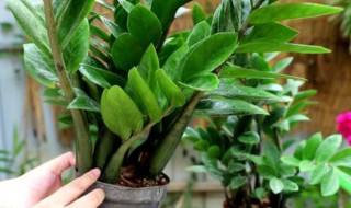 金钱树的扦插方法 金钱树的扦插方法和注意事项