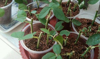 月季扦插生根最快方法 月季扦插生根最快方法扦