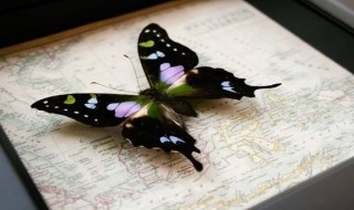 蝴蝶标本的制作方法 蝴蝶标本的制作方法简单