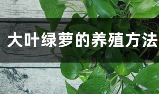 大叶绿萝的养殖方法和注意事项（大叶绿萝的养殖方法和注意事项视频）