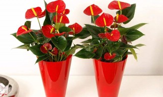 火鹤花的养殖方法（火鹤花的养殖方法喜欢交什么水）